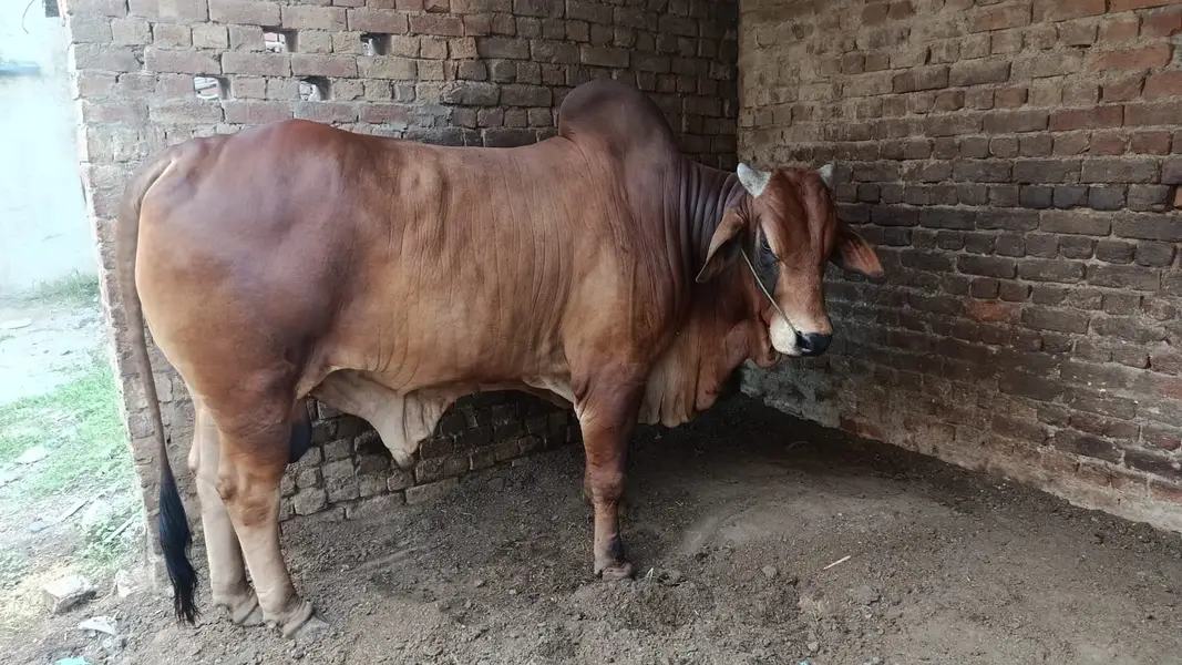 Sahiwal bull for sale | bhraman Bchra for sale | Desi Wcha — photo 3