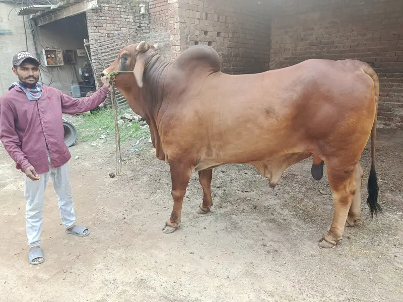 Sahiwal bull for sale | bhraman Bchra for sale | Desi Wcha — photo 4