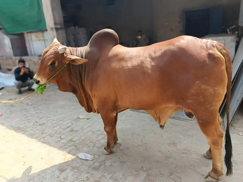 Sahiwal bull for sale | bhraman Bchra for sale | Desi Wcha — photo 6