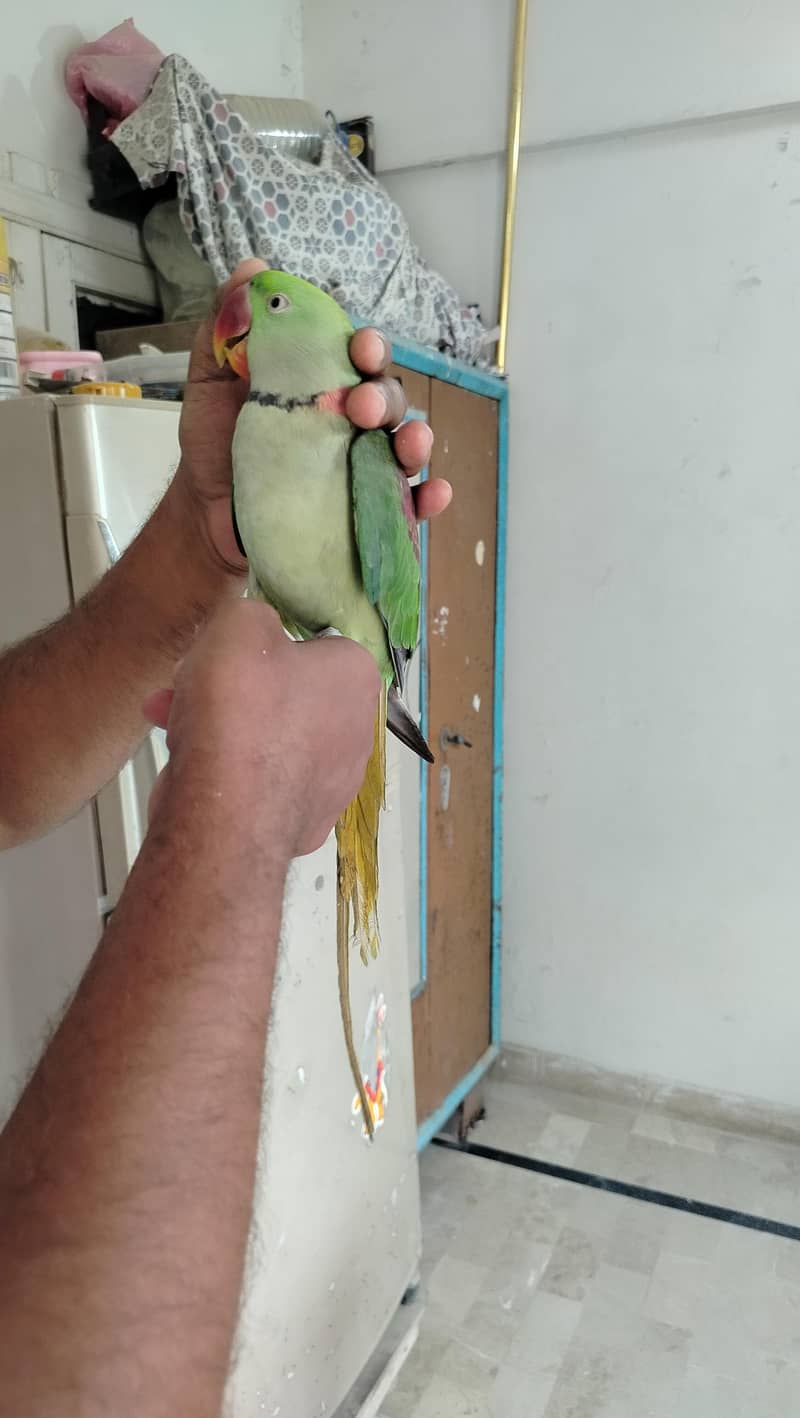 Pahari  1