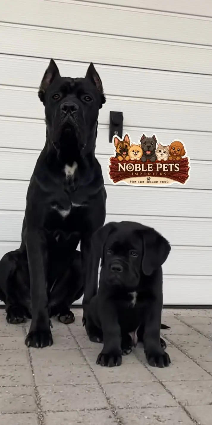 Cane Corso Puppies pedigreed available for import — photo 2