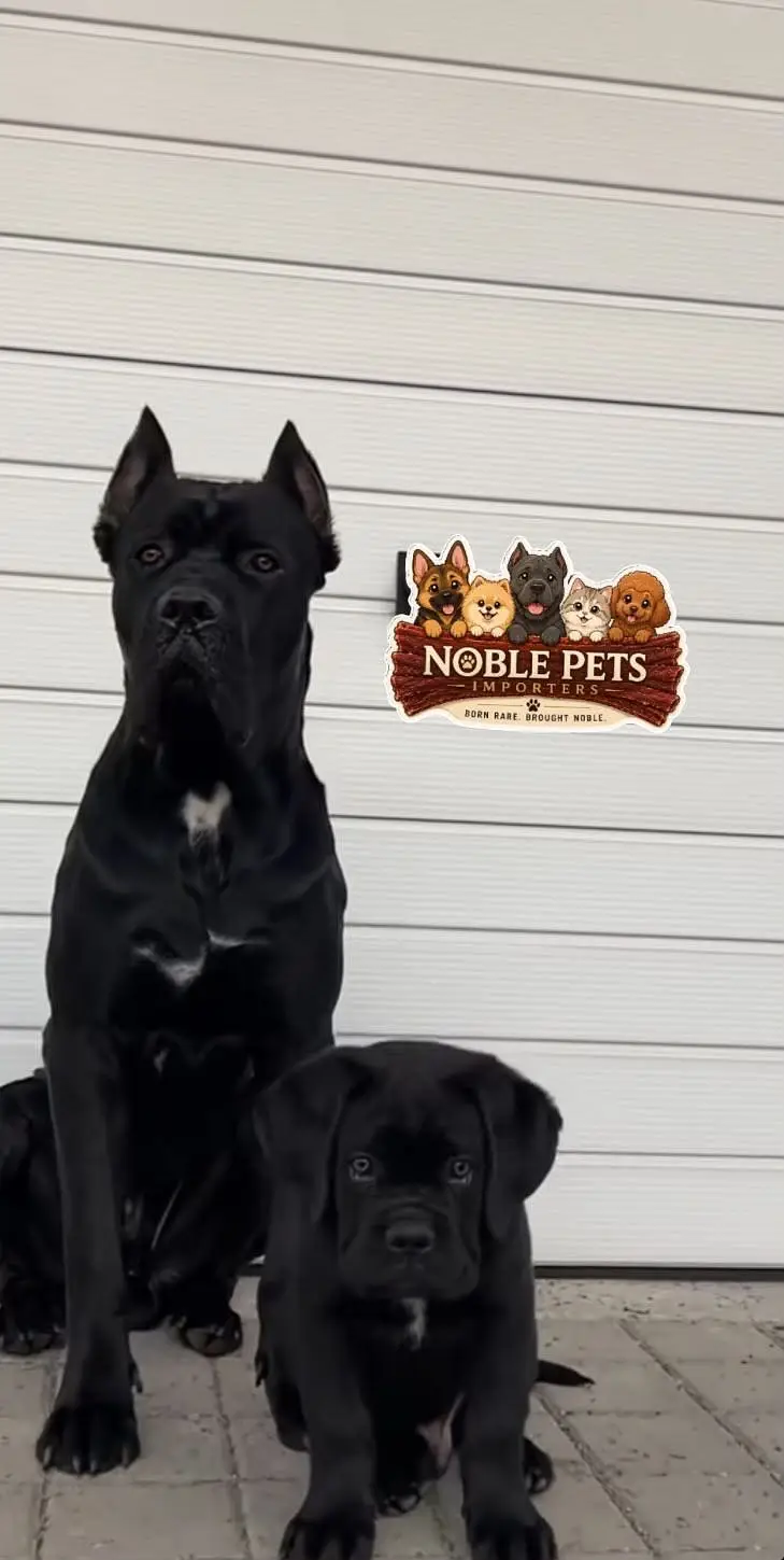 Cane Corso Puppies pedigreed available for import — photo 3