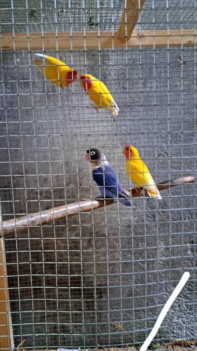 blue pair 1 single lotino fimale