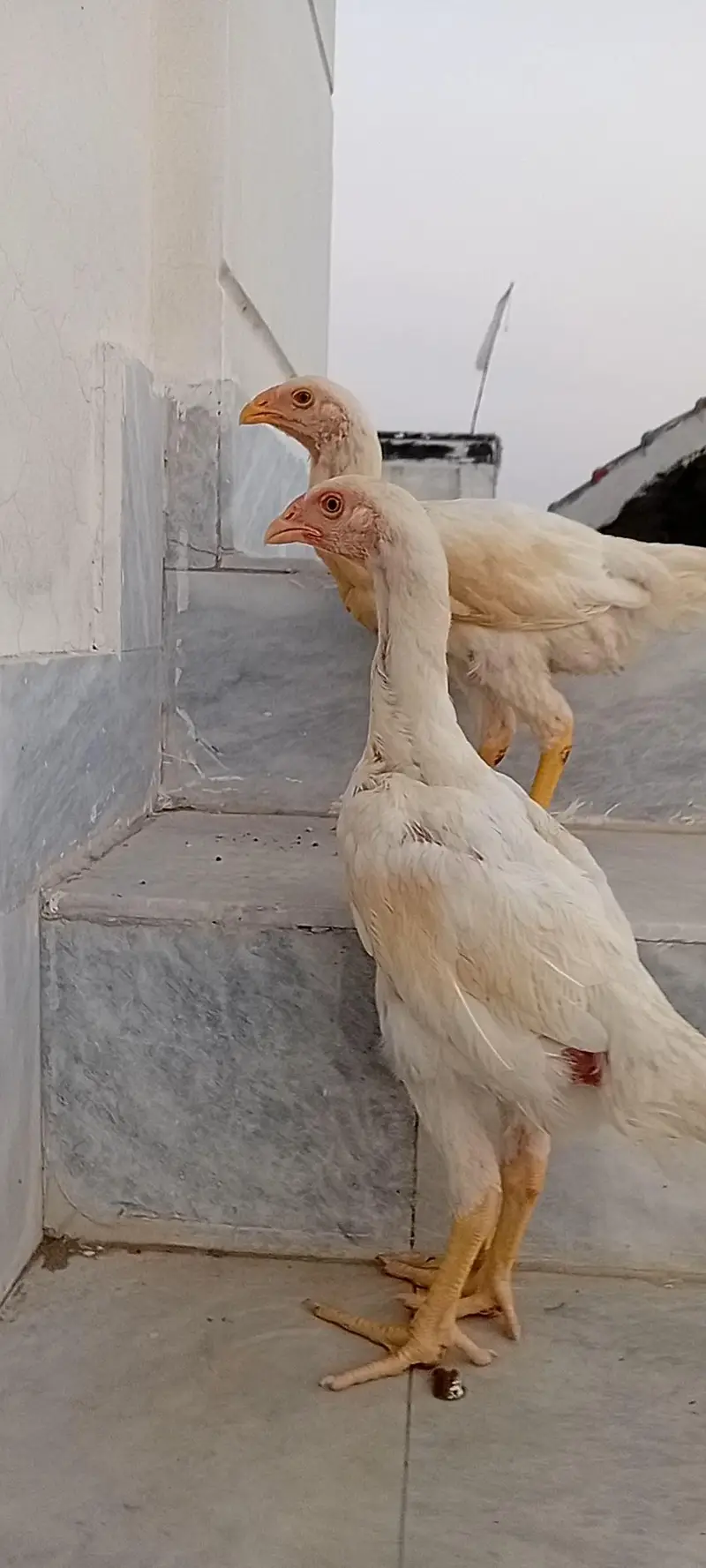 White Shamo Pair | Aseel White Shamo | Long Height Shamo — photo 3