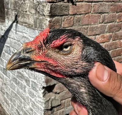 high quality Aseel females parents not for sale