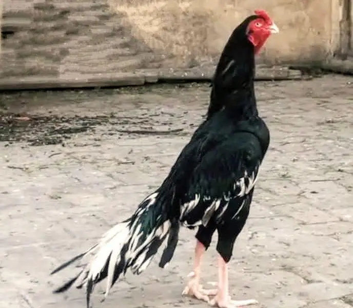 high quality Aseel females parents not for sale — photo 3