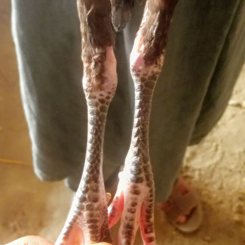 high quality Aseel females parents not for sale — photo 9