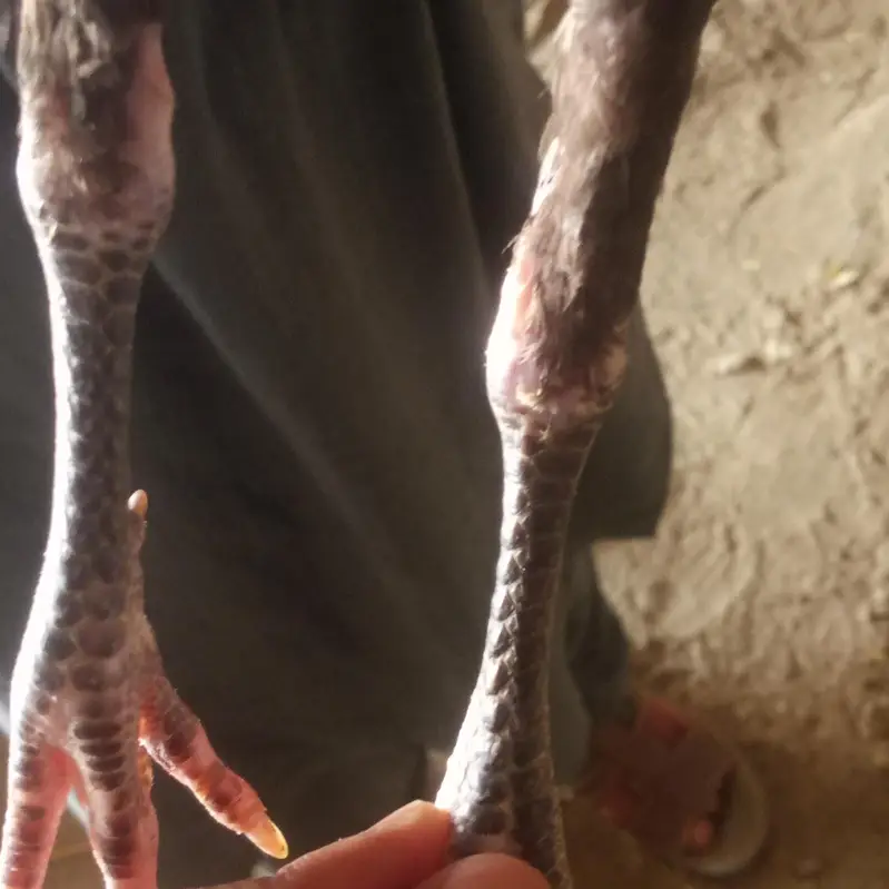 high quality Aseel females parents not for sale — photo 10