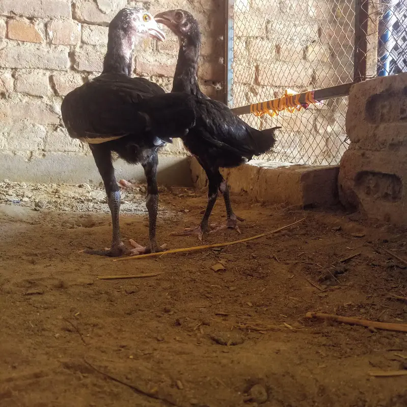 high quality Aseel females parents not for sale — photo 11