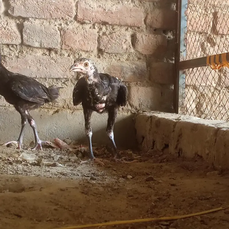 high quality Aseel females parents not for sale — photo 12