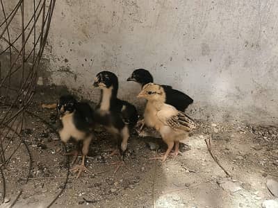 4 Aseel Chicks