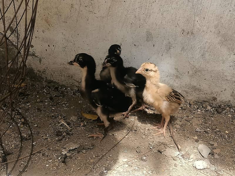 4 Aseel Chicks 1