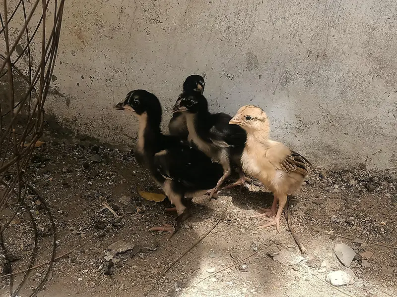 4 Aseel Chicks — photo 2
