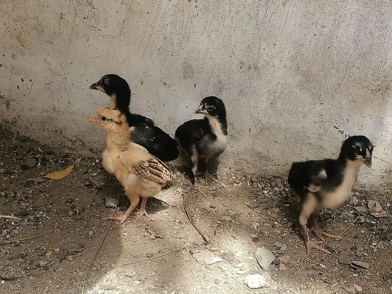 4 Aseel Chicks — photo 3