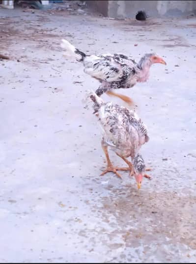 Selling aseel chicks