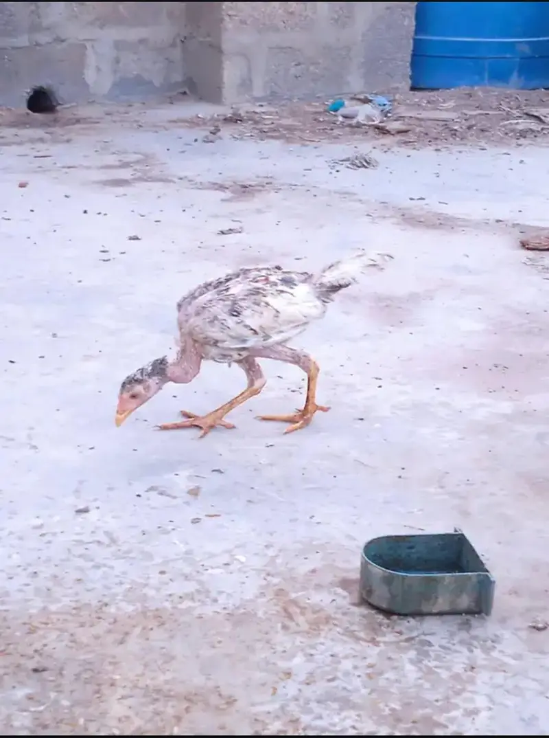 Selling aseel chicks — photo 2
