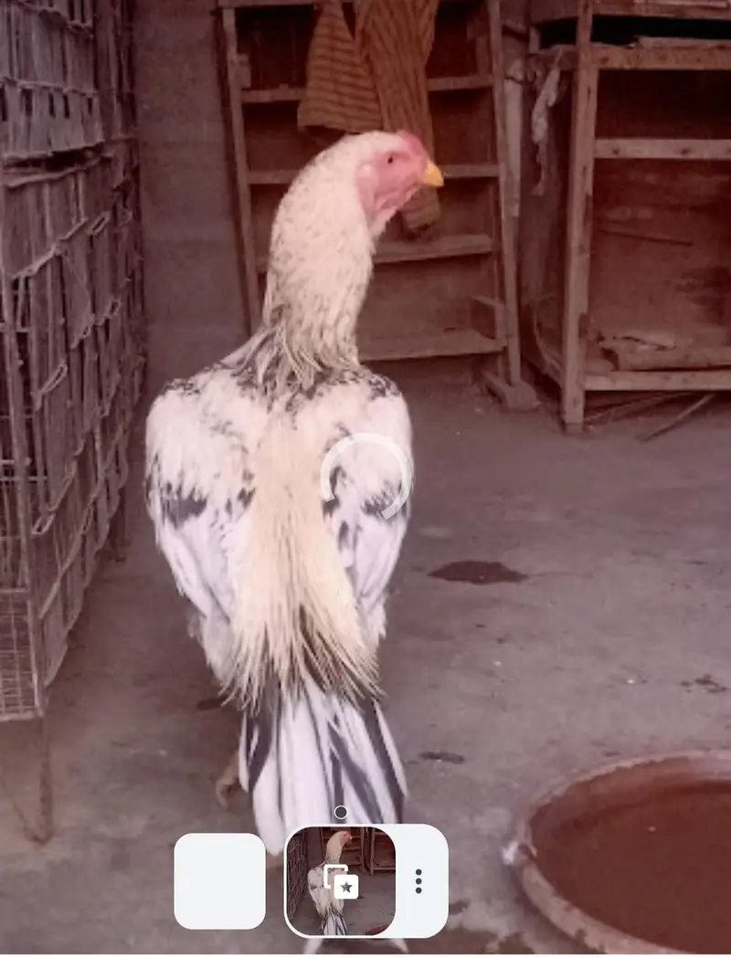 Selling aseel chicks — photo 3