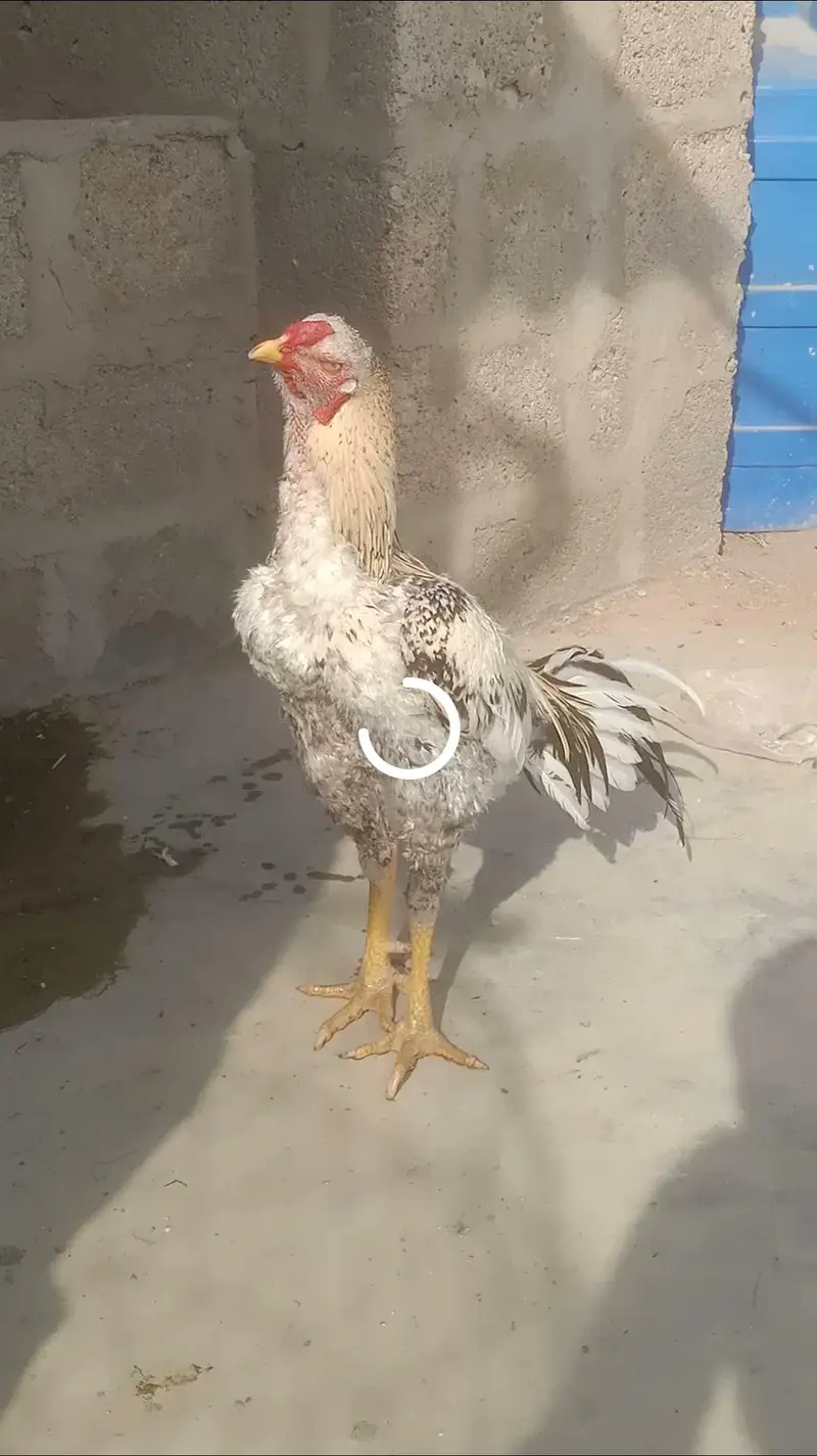 Selling aseel chicks — photo 4