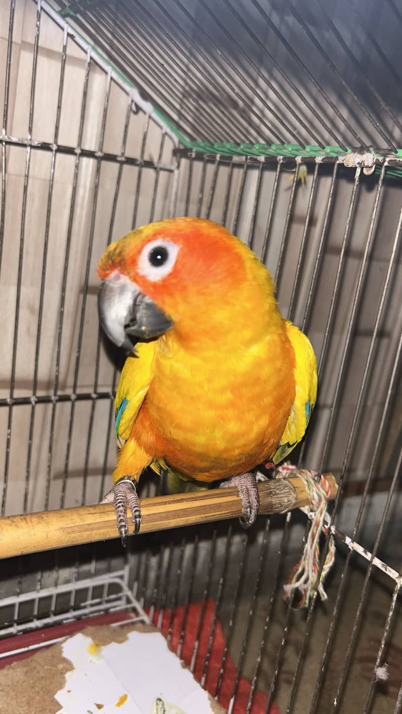 Sun Conure 0