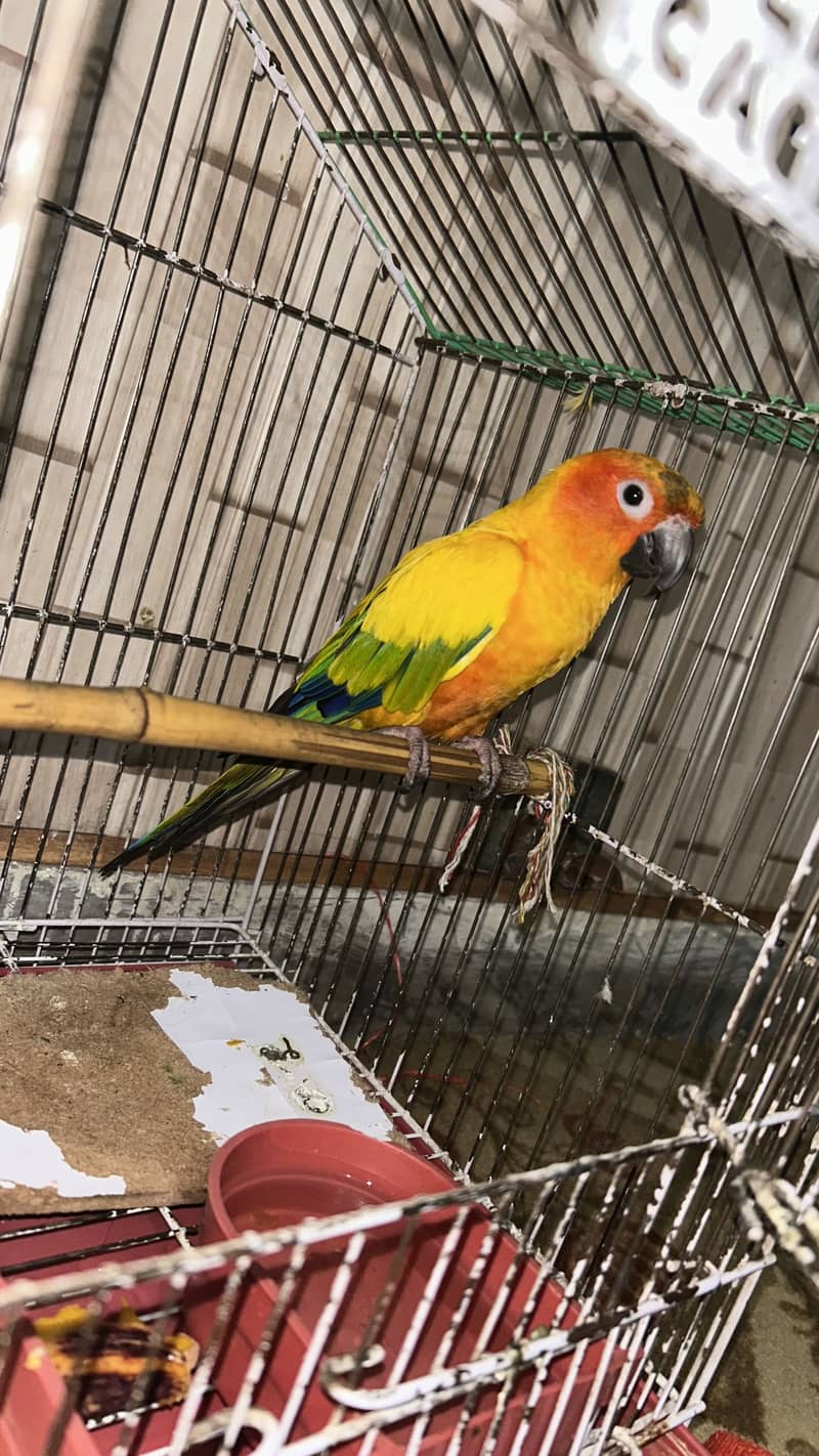 Sun Conure 1