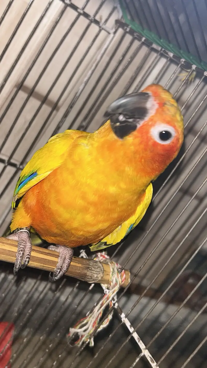 Sun Conure — photo 3