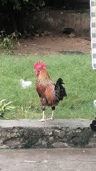 healthy chickens for sale