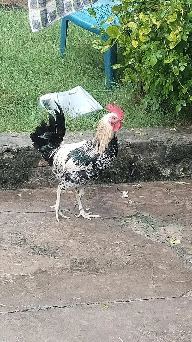 healthy chickens for sale — photo 2