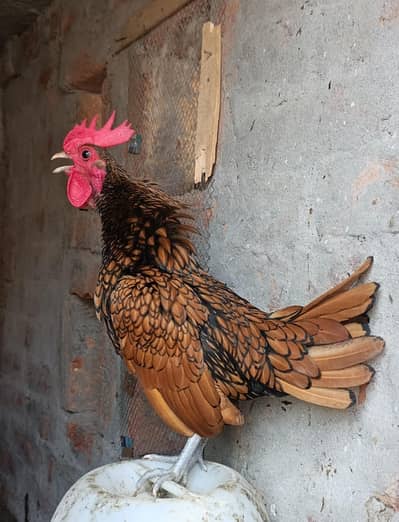 golden sebrite bentam male vaccinated  exchange possible