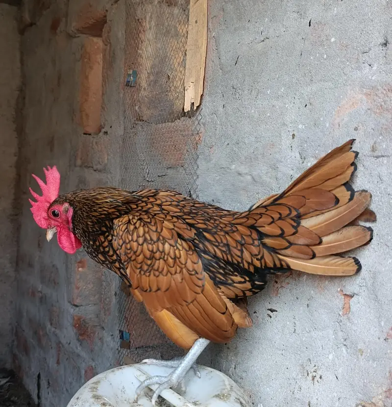 golden sebrite bentam male vaccinated  exchange possible — photo 2
