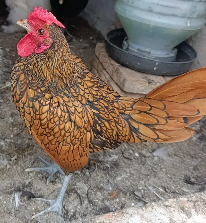golden sebrite bentam male vaccinated  exchange possible — photo 3