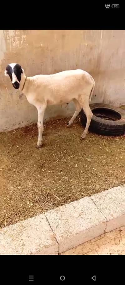 Dumba for sale kharay aur mundray