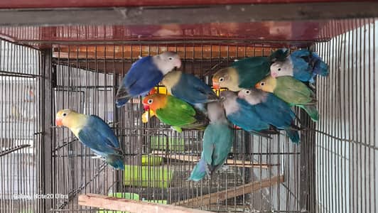 all breedar pair urjent sale