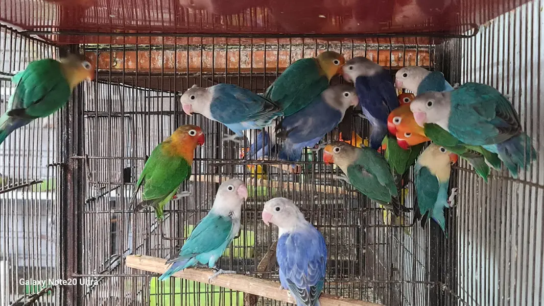all breedar pair urjent sale — photo 2