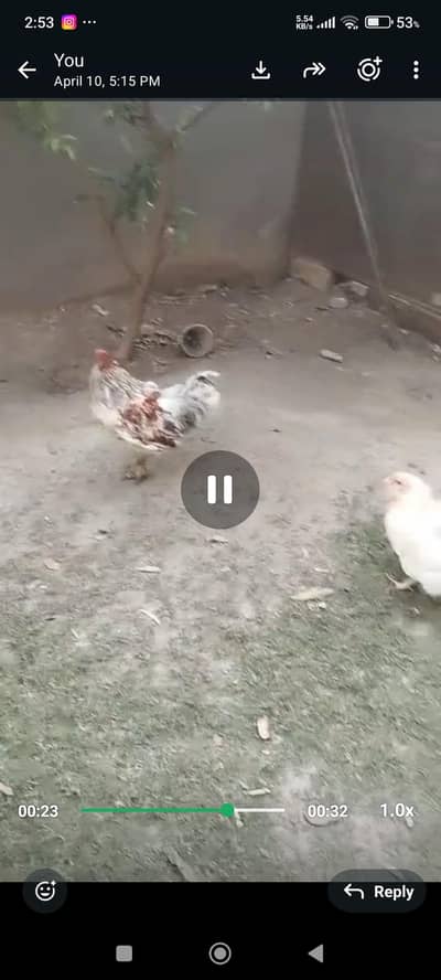 Americana breed, breeding pair for sale.