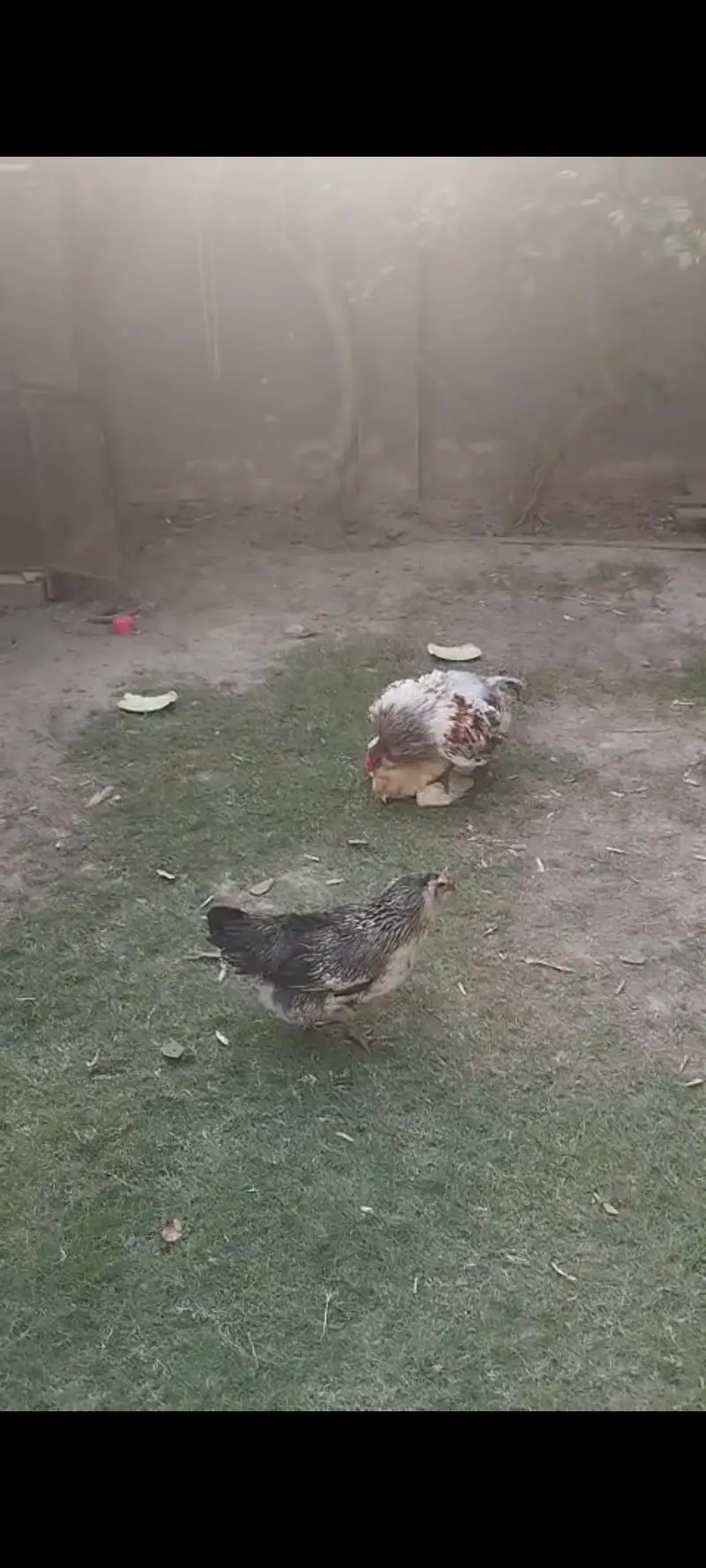 Americana breed, breeding pair for sale. — photo 4