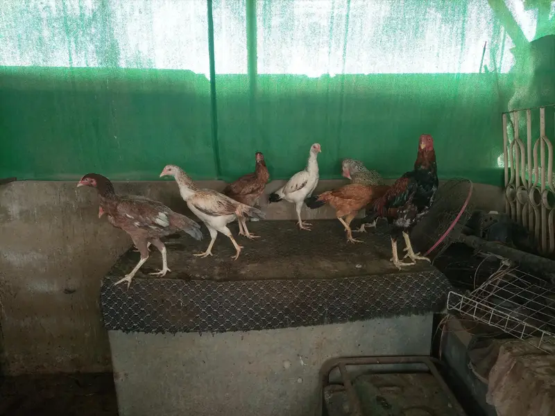 *Aseel Hens For Sell* — photo 3