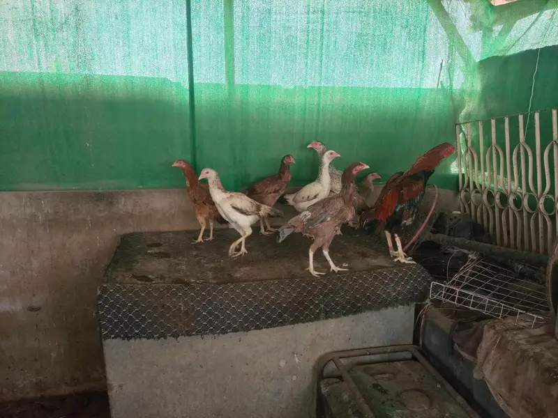 *Aseel Hens For Sell* — photo 5