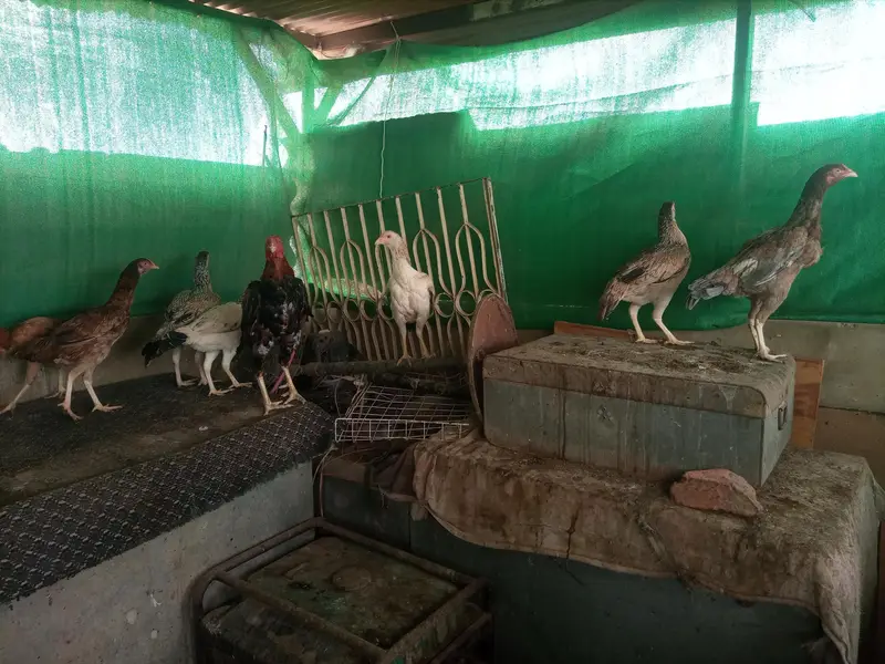 *Aseel Hens For Sell* — photo 7