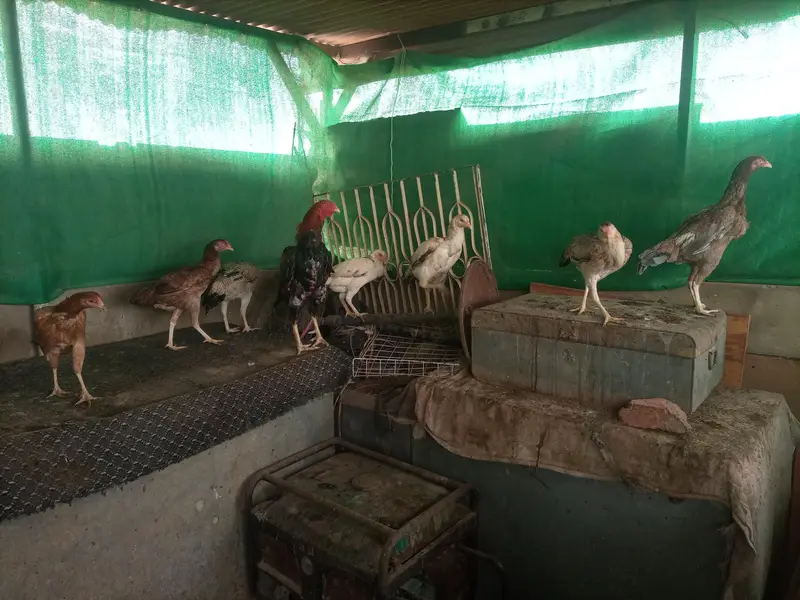 *Aseel Hens For Sell* — photo 9