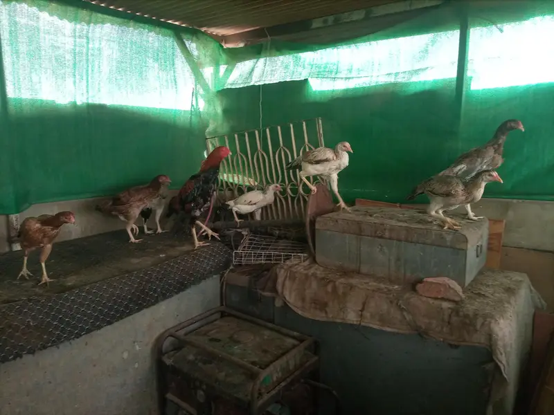 *Aseel Hens For Sell* — photo 10