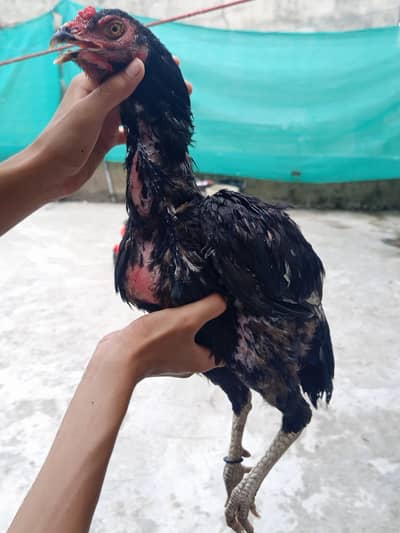 HIGH QUALITY PATHA FOR SALE