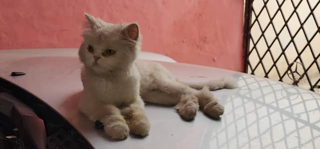 iski umr 8 mahine haired persian (03155131304 whatsapp)
