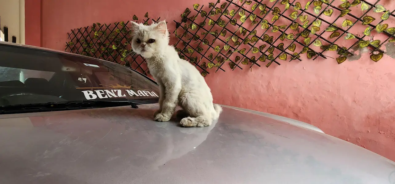 iski umr 8 mahine haired persian (03155131304 whatsapp) — photo 2