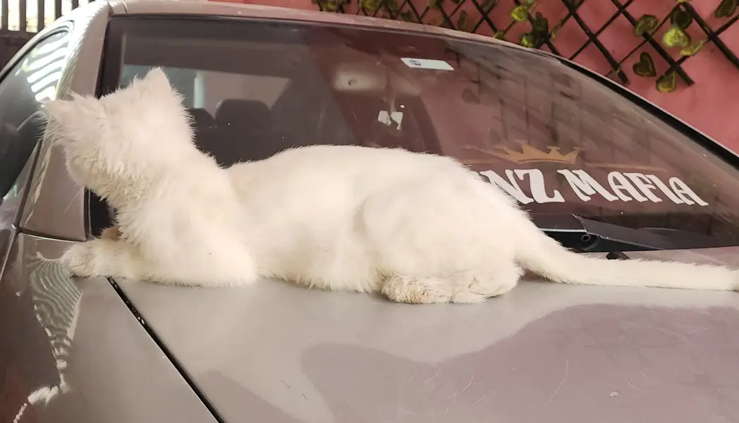 iski umr 8 mahine haired persian (03155131304 whatsapp) — photo 3