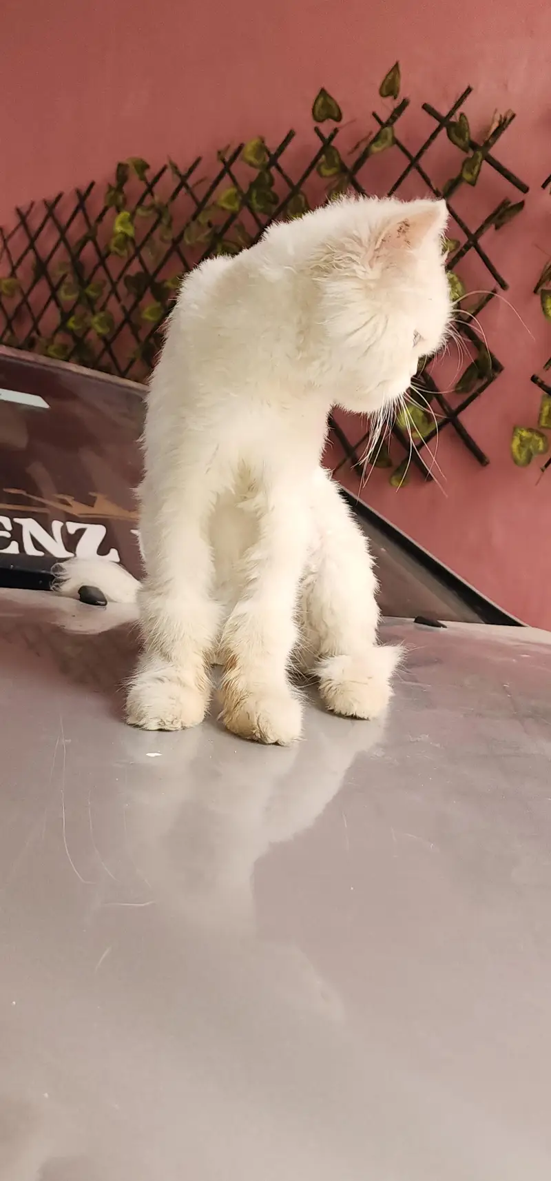 iski umr 8 mahine haired persian (03155131304 whatsapp) — photo 4