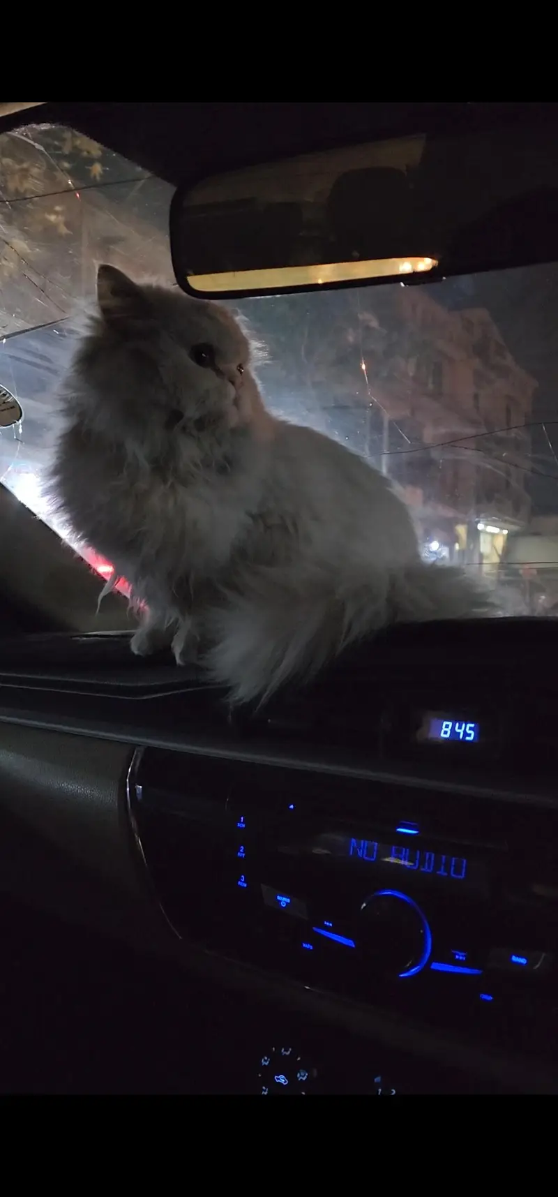 iski umr 8 mahine haired persian (03155131304 whatsapp) — photo 5