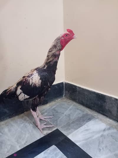 asel Murgha hai jisne Lena haI rabta Karo