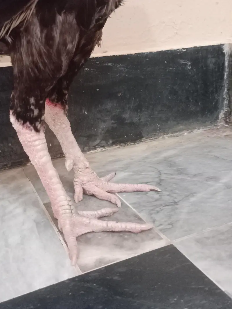 asel Murgha hai jisne Lena haI rabta Karo — photo 3