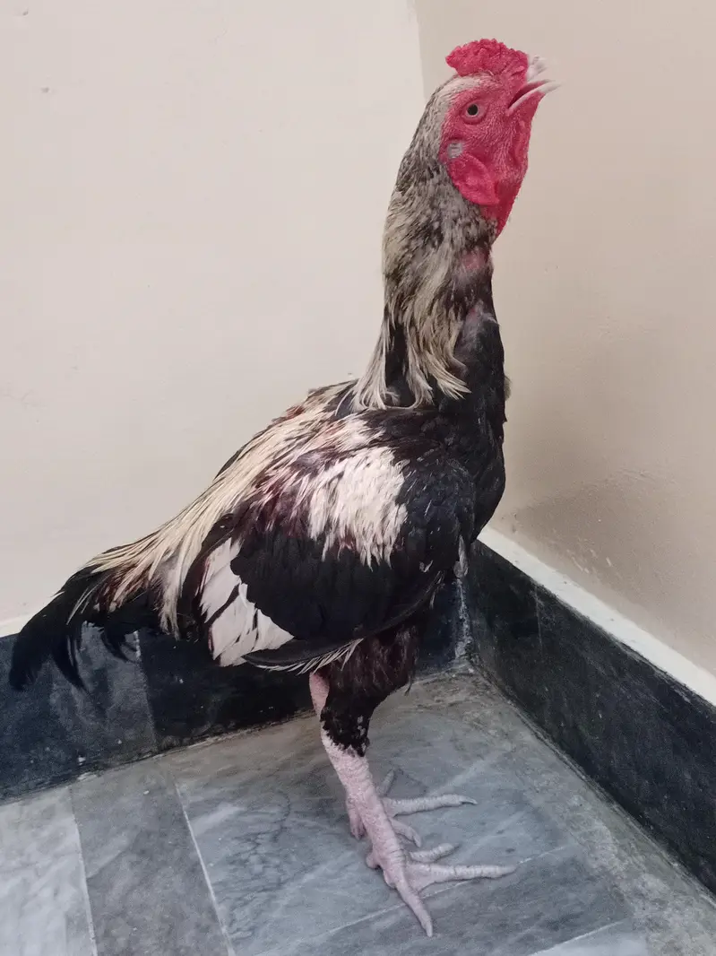 asel Murgha hai jisne Lena haI rabta Karo — photo 4