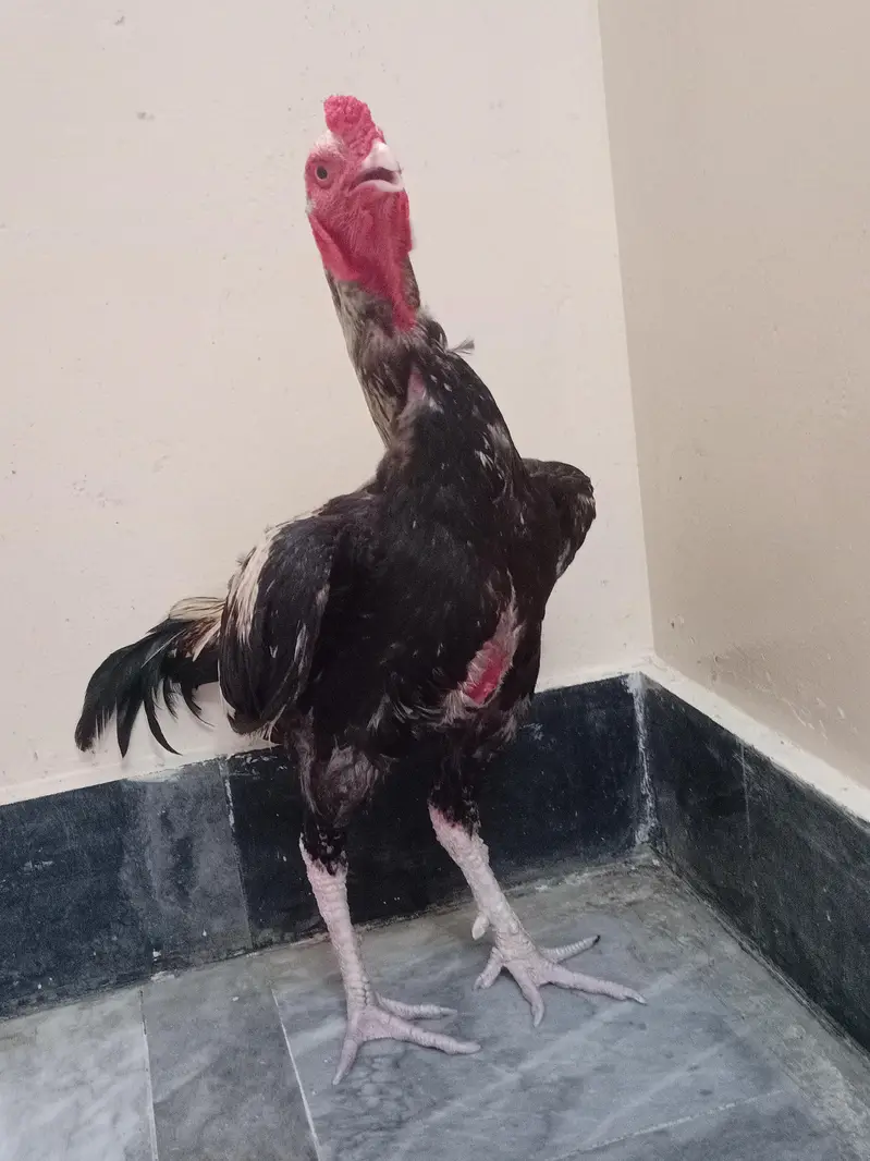 asel Murgha hai jisne Lena haI rabta Karo — photo 7